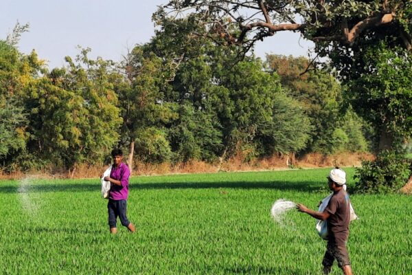 Fertilizer Use | ರೈತರು ಸಂಯುಕ್ತ ರಸಗೊಬ್ಬರಗಳನ್ನು ಬಳಸಲು ಕೃಷಿ ಇಲಾಖೆ ಸಲಹೆ
