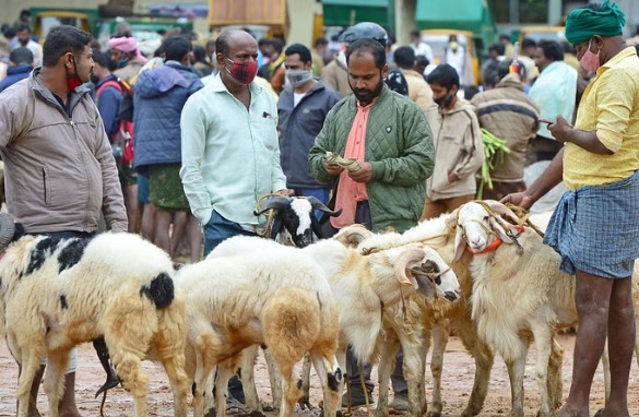 Sheep and Goat Fair | ಕುರಿ – ಮೇಕೆ ಕೊಳ್ಳುವವರಿಗೆ ಮತ್ತು ಮಾರುವವರಿಗೆ ಇಲ್ಲಿದೆ ಗುಡ್ ನ್ಯೂಸ್