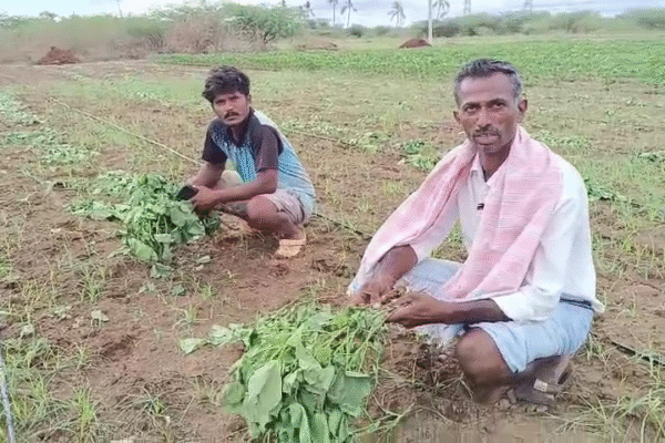 Cotton Crop | ರಾತ್ರೋ ರಾತ್ರಿ ಹತ್ತಿ ಗಿಡಿ ಕಿತ್ತು ಹಾಕಿದ ದುಷ್ಕರ್ಮಿಗಳು