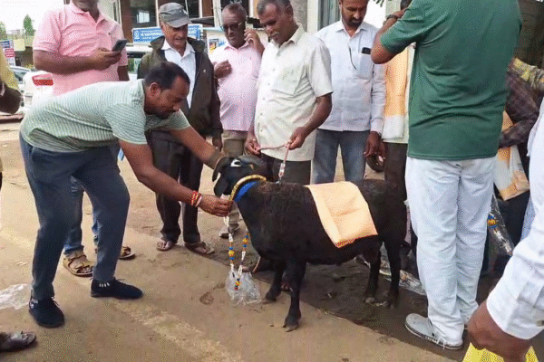 Chand Symbol Sheep | ಏಳು ತಿಂಗಳ ಈ ಕುರಿಗೆ 3.50 ಲಕ್ಷ ಅಂತೆ..!